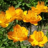 Kineski kupaći kostim zlatna kraljica (zlatna kraljica): fotografij...